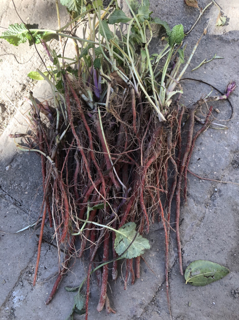 牡丹苗油用牡丹苗精品，菏泽牡丹种植基地