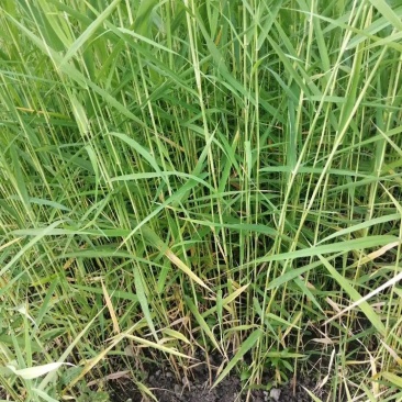 芦苇水生植物大小规格齐全成都温江基地供应