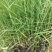 芦苇水生植物大小规格齐全成都温江基地供应