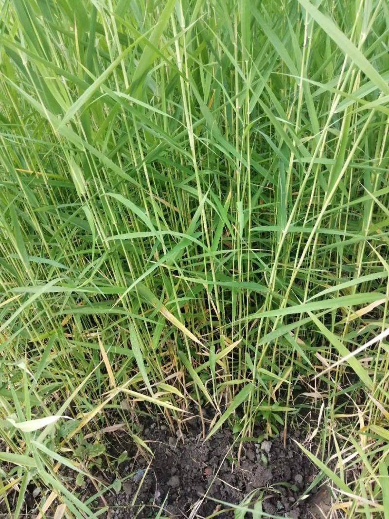 芦苇水生植物大小规格齐全成都温江基地供应
