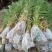 芦苇水生植物大小规格齐全成都温江基地供应