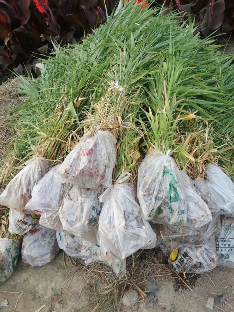 芦苇水生植物大小规格齐全成都温江基地供应