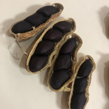 包邮，云南黑花生，新黑花生，黑花生，实物拍摄，可视频看货