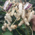 包邮，云南黑花生，新黑花生，黑花生，实物拍摄，可视频看货