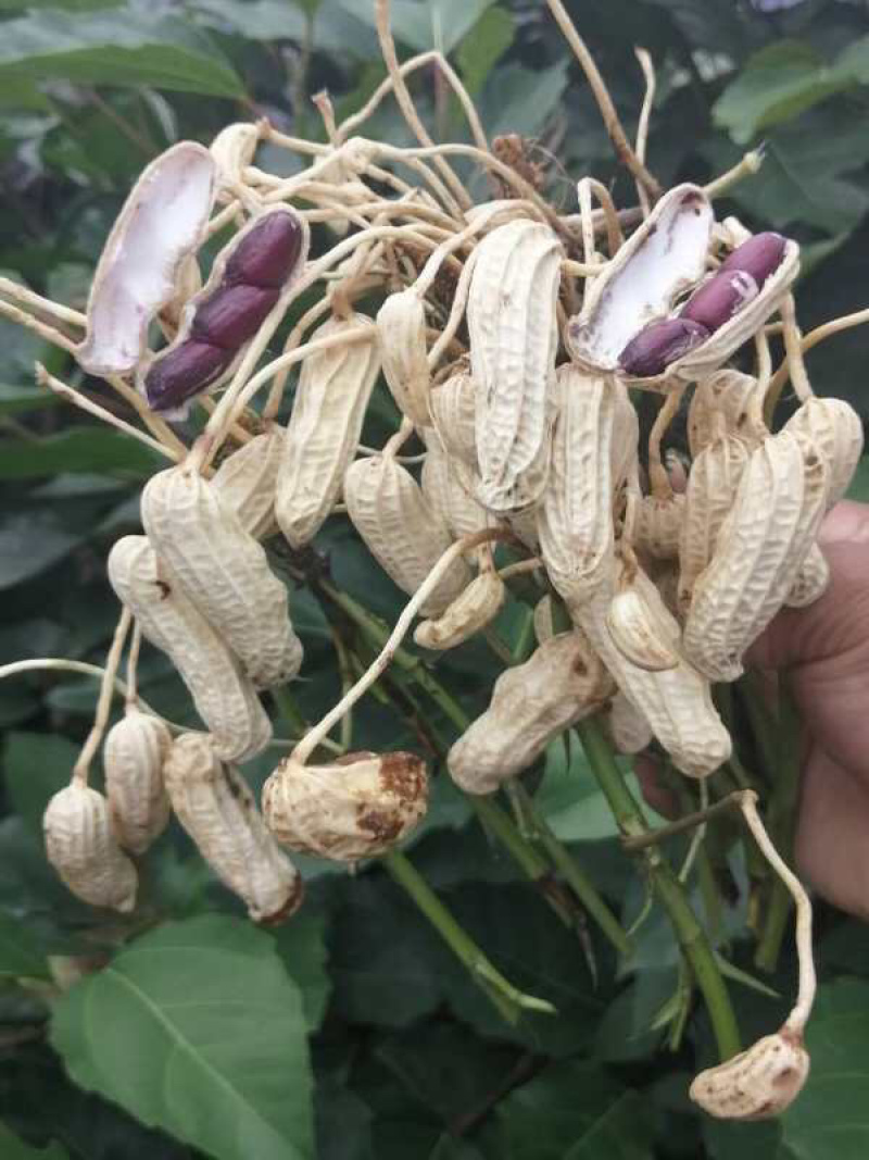 包邮，云南黑花生，新黑花生，黑花生，实物拍摄，可视频看货