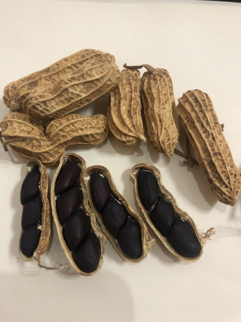 包邮，云南黑花生，新黑花生，黑花生，实物拍摄，可视频看货