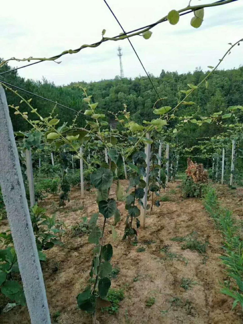 正宗红心猕猴桃苗（原产地直供）品种纯正根系发达全国包邮