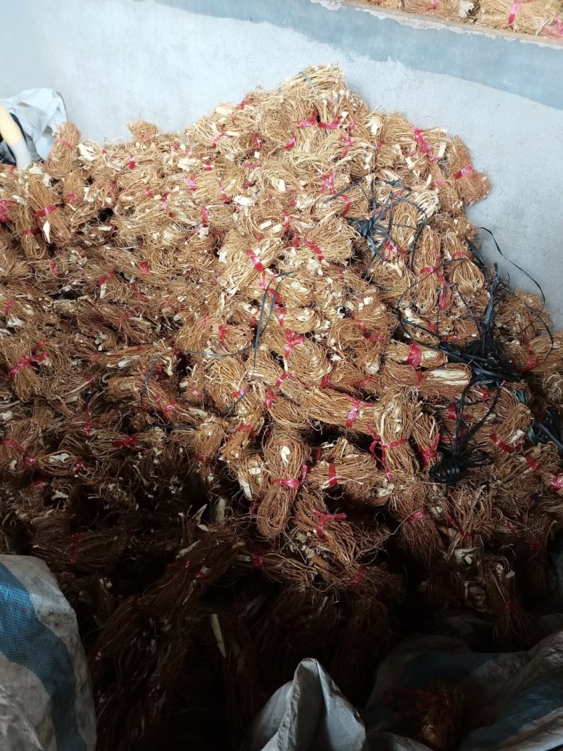 广东山挖五指毛桃加工，干净无泥，现挖现加工，厂家直售！