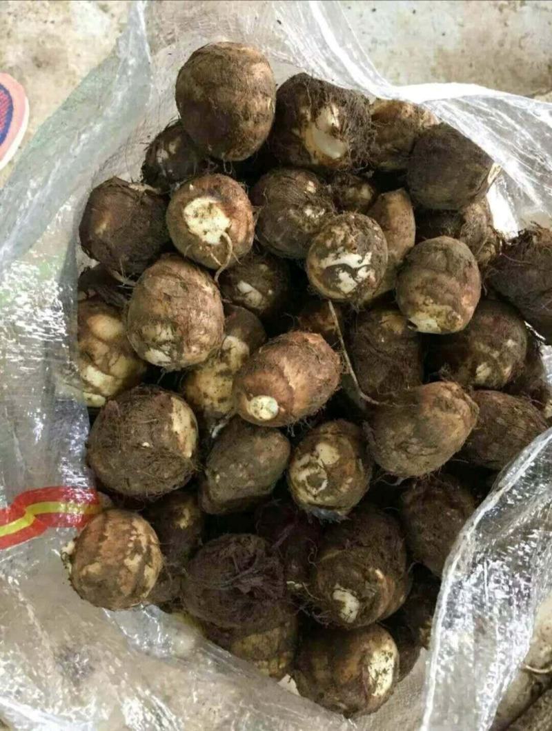 芋头产地批发。地头交易。可直播发货。个头大