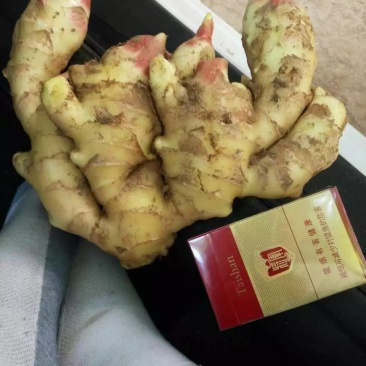 【牛商优选】山东生姜种植基地。批发小黄姜。一手货源价实惠