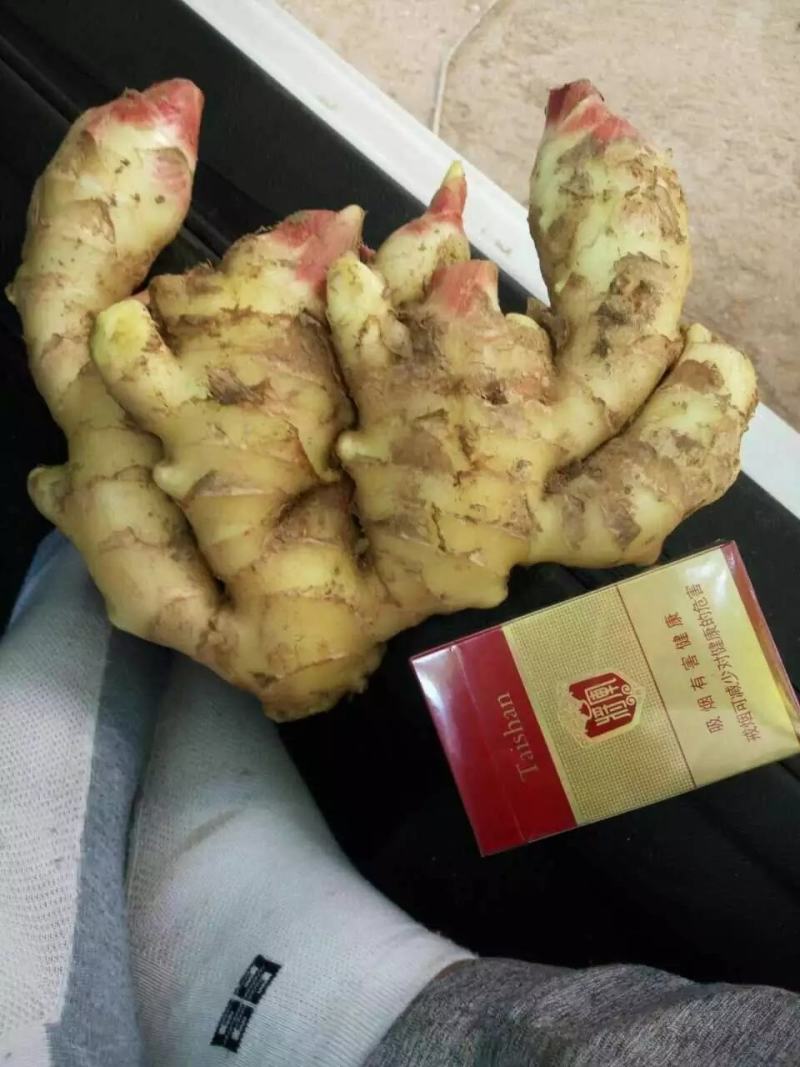 【牛商优选】山东生姜种植基地。批发小黄姜。一手货源价实惠