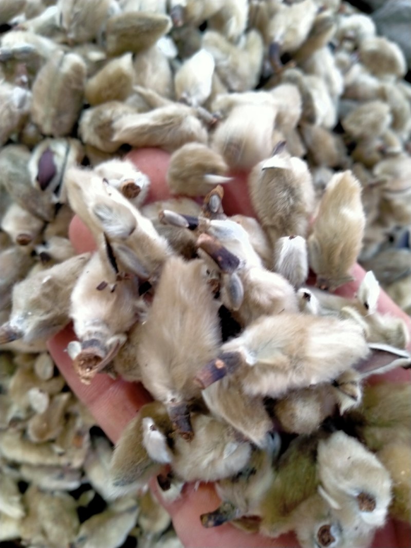 辛夷花！颜色好！产地直销！一手货源！价格优！