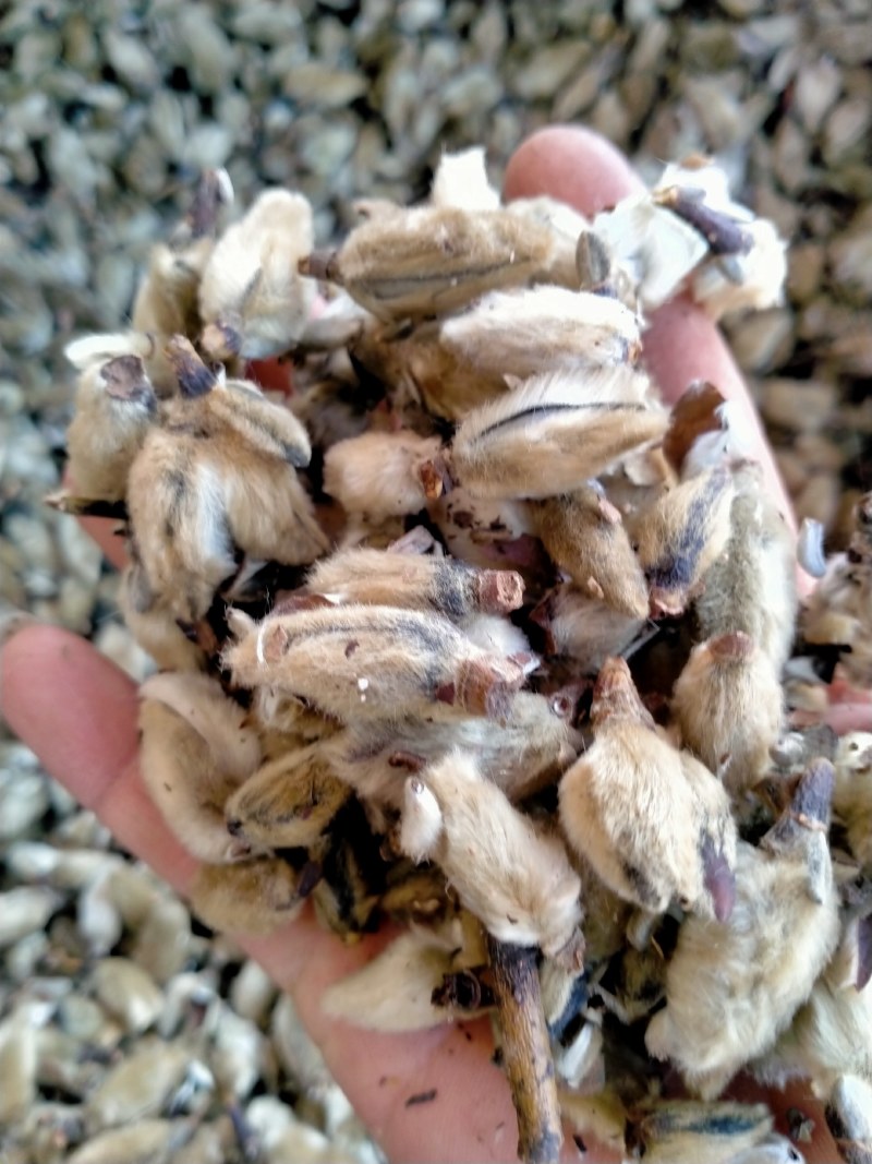 辛夷花！颜色好！产地直销！一手货源！价格优！