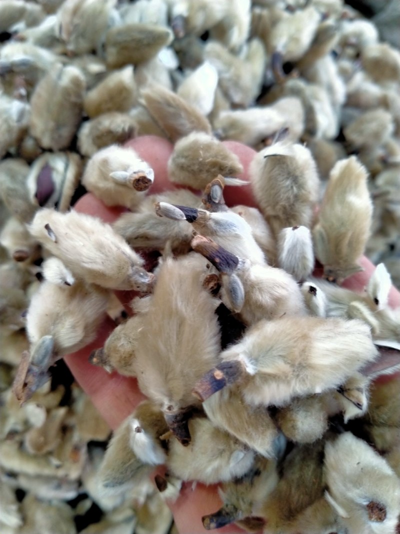 辛夷花！颜色好！产地直销！一手货源！价格优！