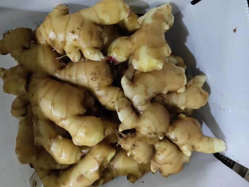 【牛商优选】山东生姜种植基地。批发小黄姜。一手货源价实惠