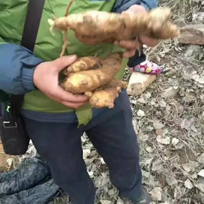 【牛商优选】山东生姜种植基地。批发小黄姜。一手货源价实惠