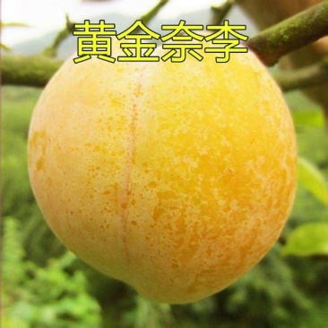 黄金奈李苗南方北方李子果树苗嫁接李子树苗盆栽地栽当年结果
