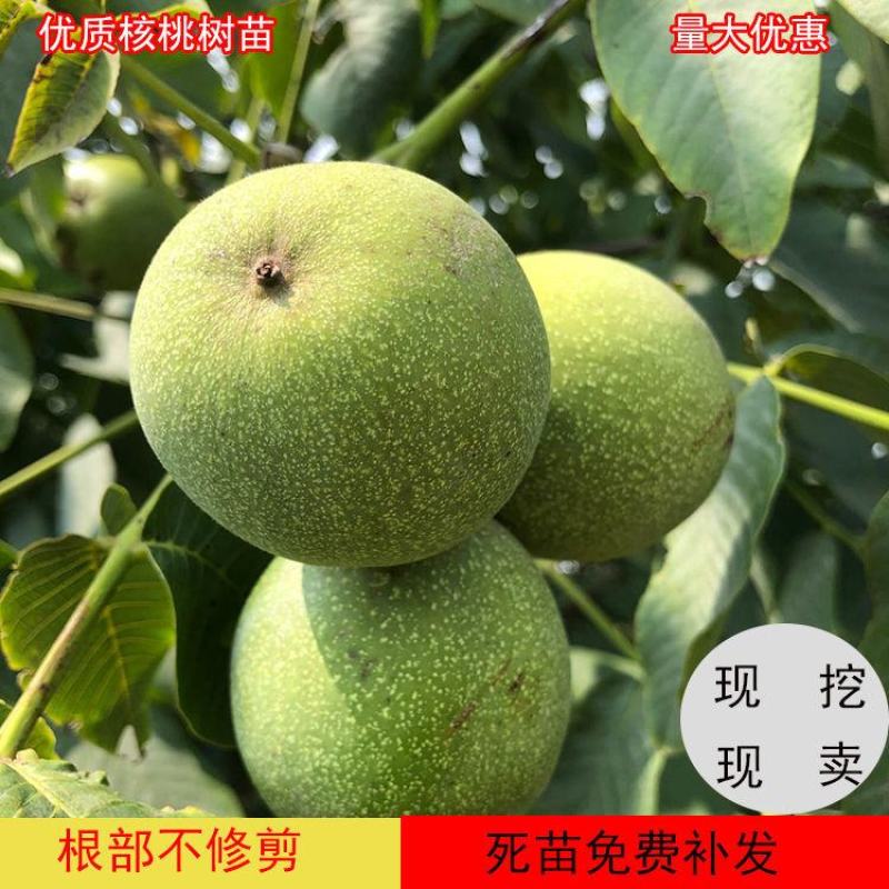 优质脆皮核桃树苗品种全当年结果南方北方种植庭院地栽