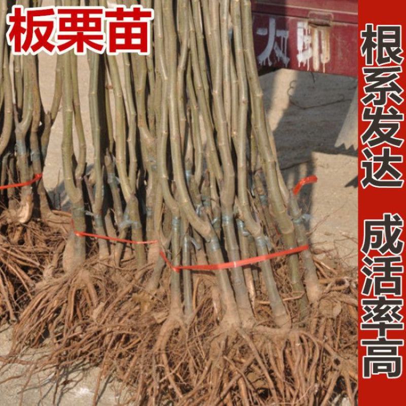 嫁接板栗树苗产地直发当年结果果树苗板栗苗包结果