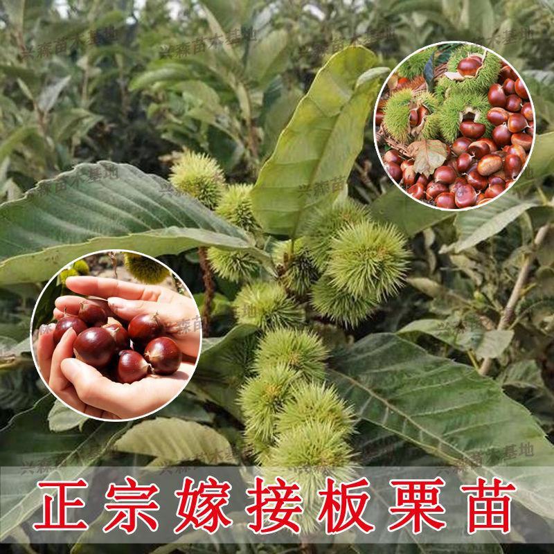 嫁接板栗树苗产地直发当年结果果树苗板栗苗包结果