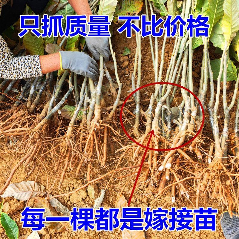 嫁接板栗树苗产地直发当年结果果树苗板栗苗包结果