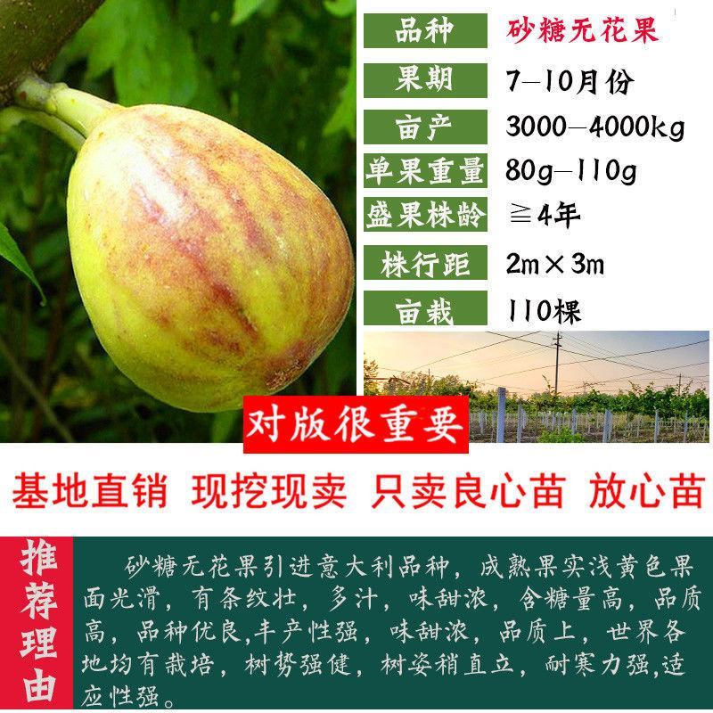 无花果树苗庭院南北方种植当年结果死苗补发现挖现发