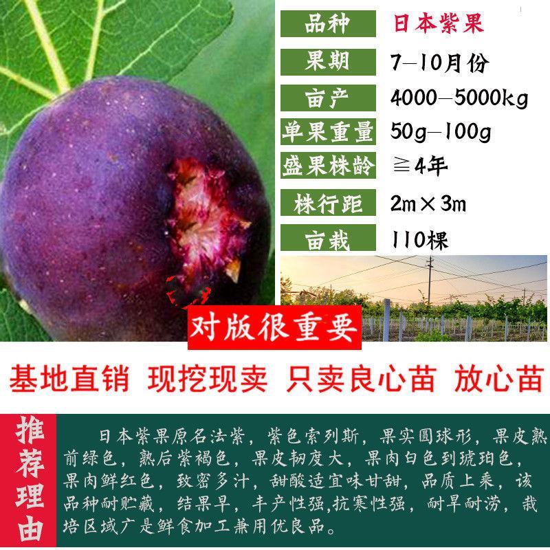 无花果树苗庭院南北方种植当年结果死苗补发现挖现发