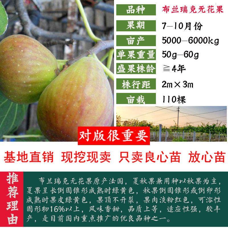 无花果树苗庭院南北方种植当年结果死苗补发现挖现发
