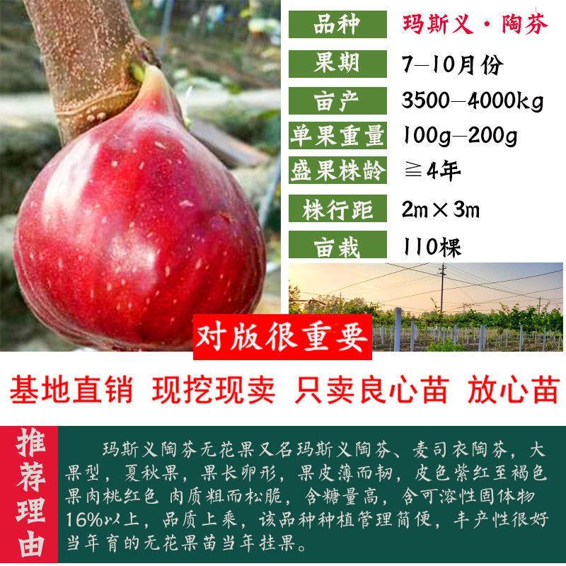 无花果树苗庭院南北方种植当年结果死苗补发现挖现发