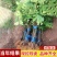 无花果树苗庭院南北方种植当年结果死苗补发现挖现发