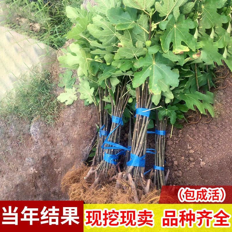 无花果树苗庭院南北方种植当年结果死苗补发现挖现发
