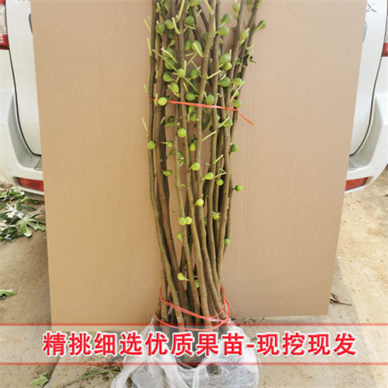 无花果树苗庭院南北方种植当年结果死苗补发现挖现发