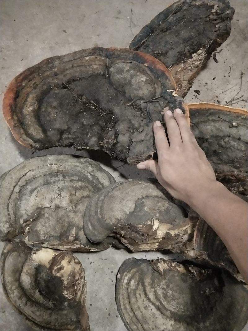 树舌松树大树舌仅供参考
