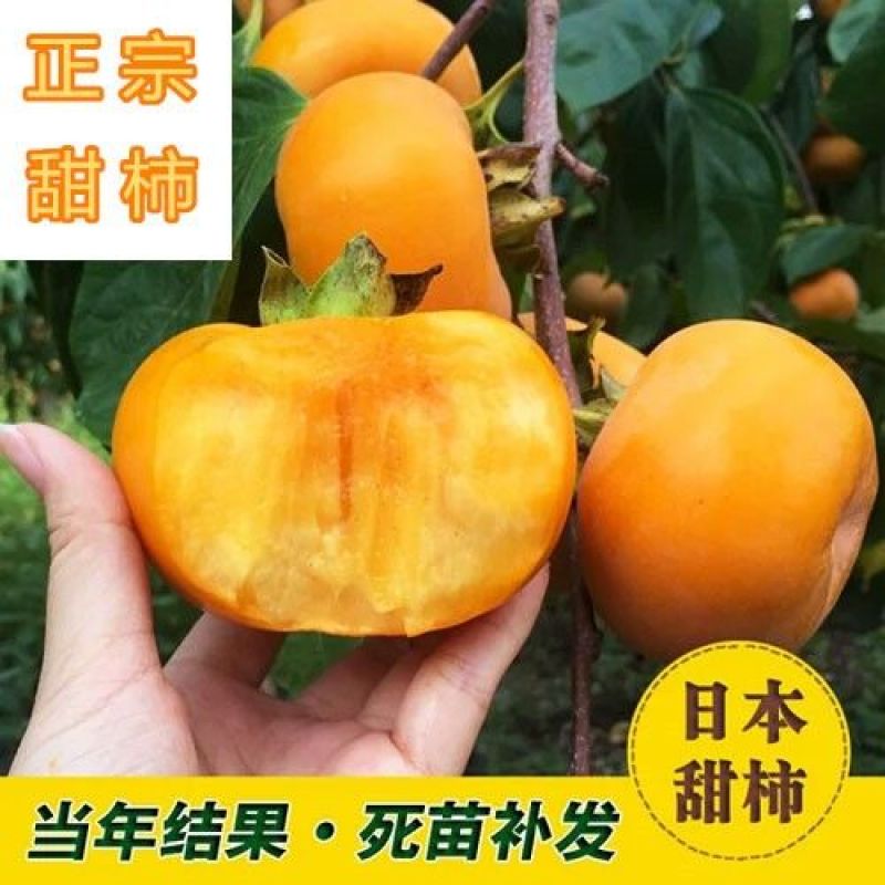 甜脆无核柿子树嫁接苗庭院盆栽南北方种植易活