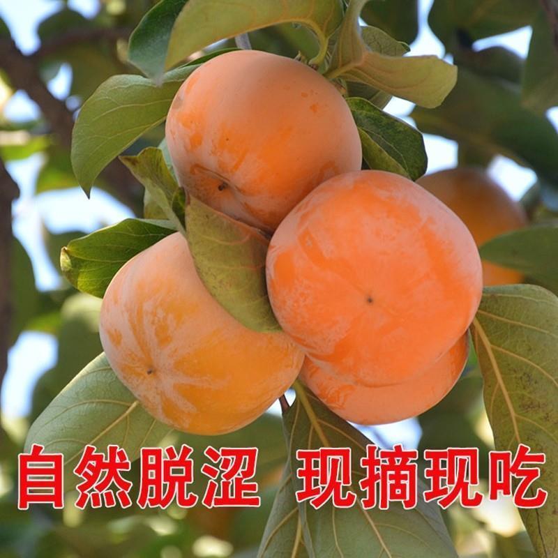 甜脆无核柿子树嫁接苗庭院盆栽南北方种植易活