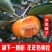 甜脆无核柿子树嫁接苗庭院盆栽南北方种植易活