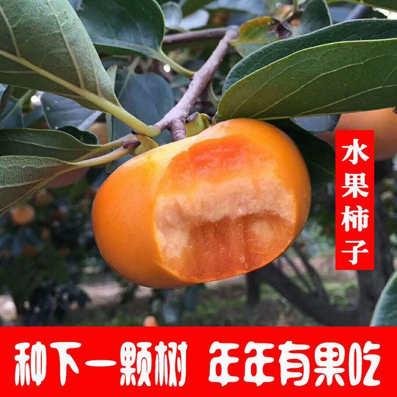 甜脆无核柿子树嫁接苗庭院盆栽南北方种植易活