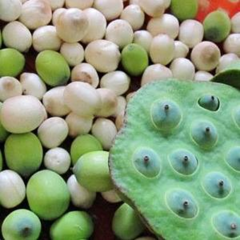 白莲子一级干莲子，厂家直销，一手货源，量大价优