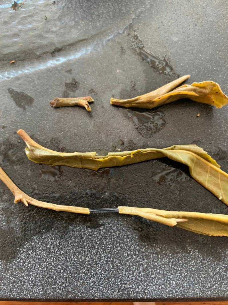 源头批发老班章散茶普洱茶生茶2021-当年都有