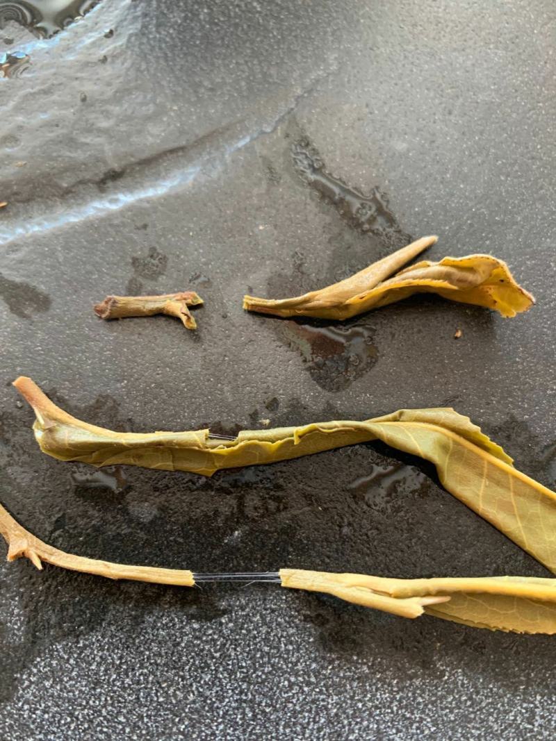 源头批发老班章散茶普洱茶生茶2021-当年都有