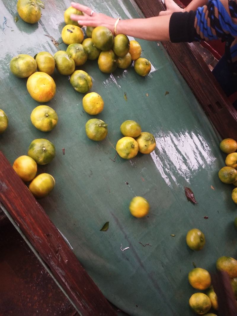 柑桔东江湖普早现在上了色口感甜