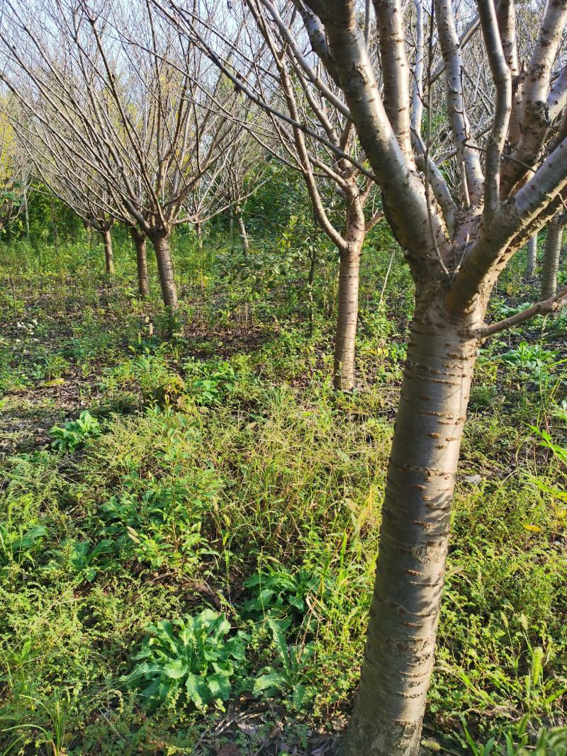 晚樱绿化工程苗木，苗圃长年供货