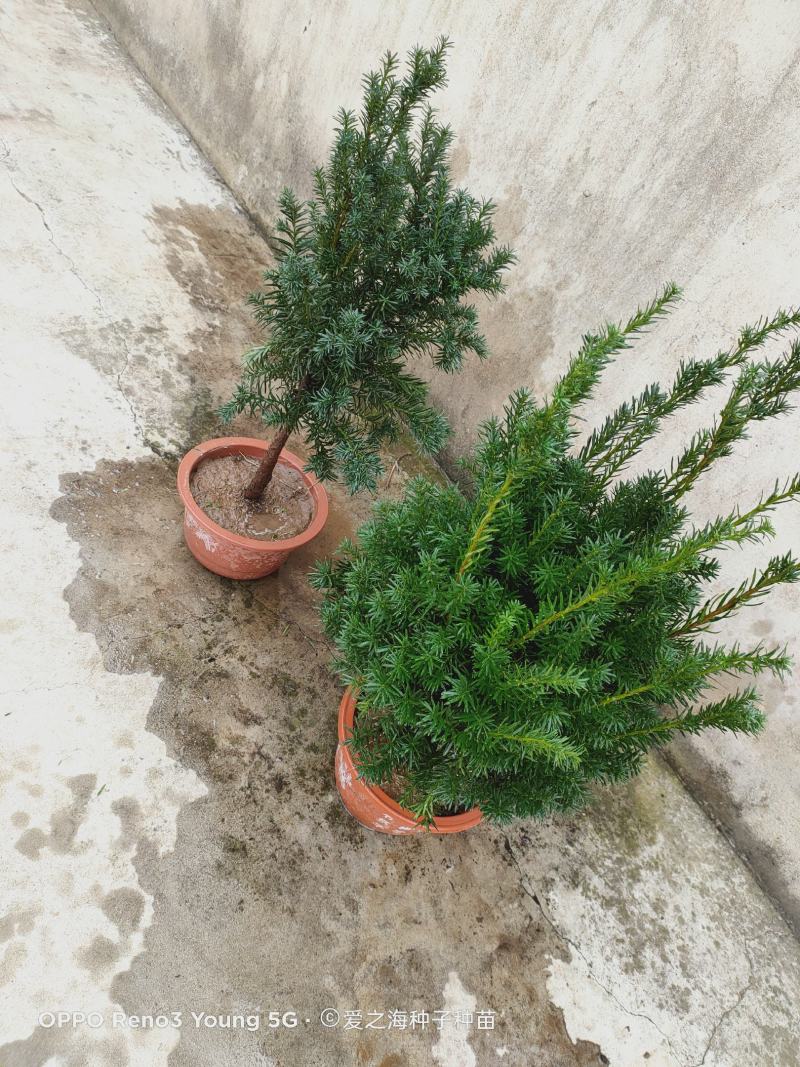 红豆杉树苗盆栽植物室内客厅好养易活净化空气四季常青吸甲醛