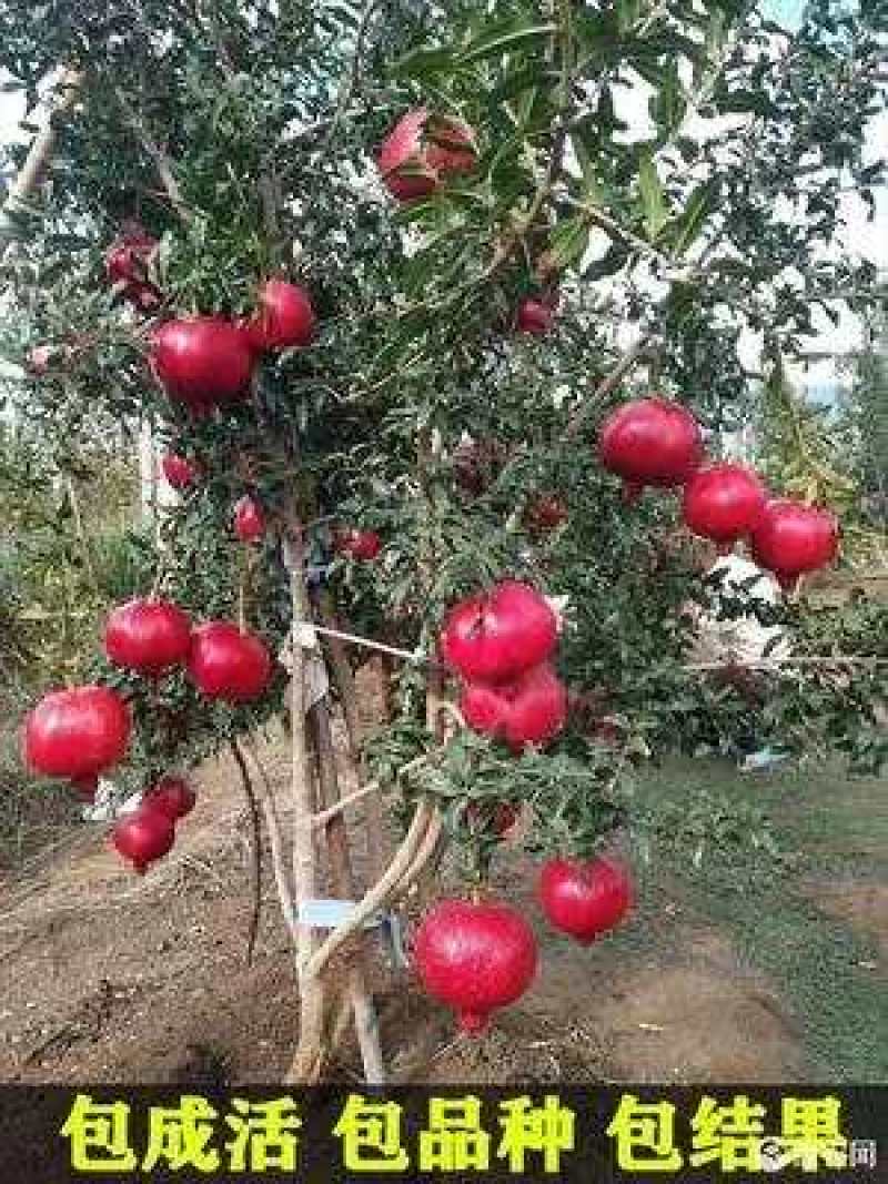 突尼斯软籽石榴苗基地直供当年结果包成活提供种植技术