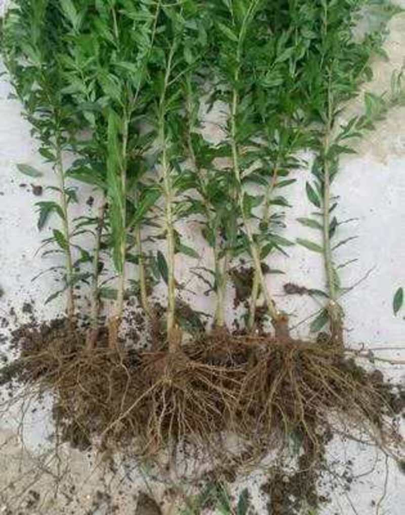 突尼斯软籽石榴苗基地直供当年结果包成活提供种植技术