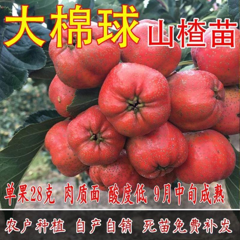 山东嫁接优质山楂树苗南北方四季种植包成活品质保证