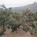 山东嫁接优质山楂树苗南北方四季种植包成活品质保证