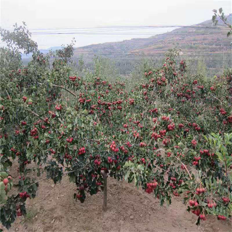 山东嫁接优质山楂树苗南北方四季种植包成活品质保证