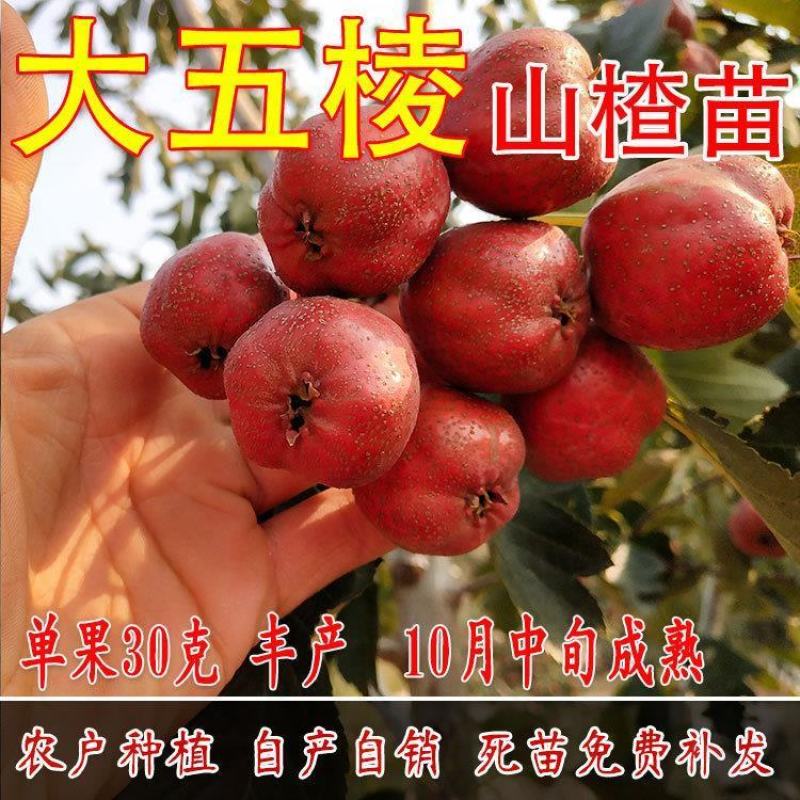 山东嫁接优质山楂树苗南北方四季种植包成活品质保证