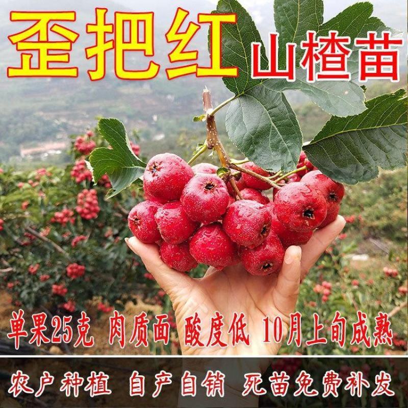 山东嫁接优质山楂树苗南北方四季种植包成活品质保证